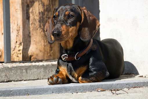 Dachshund on pavement
