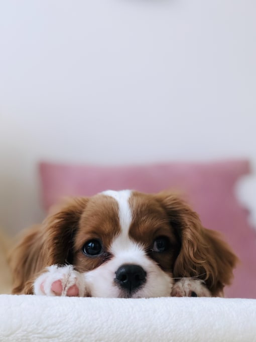 A small brown and white dog peeks over the edge of a white surface.