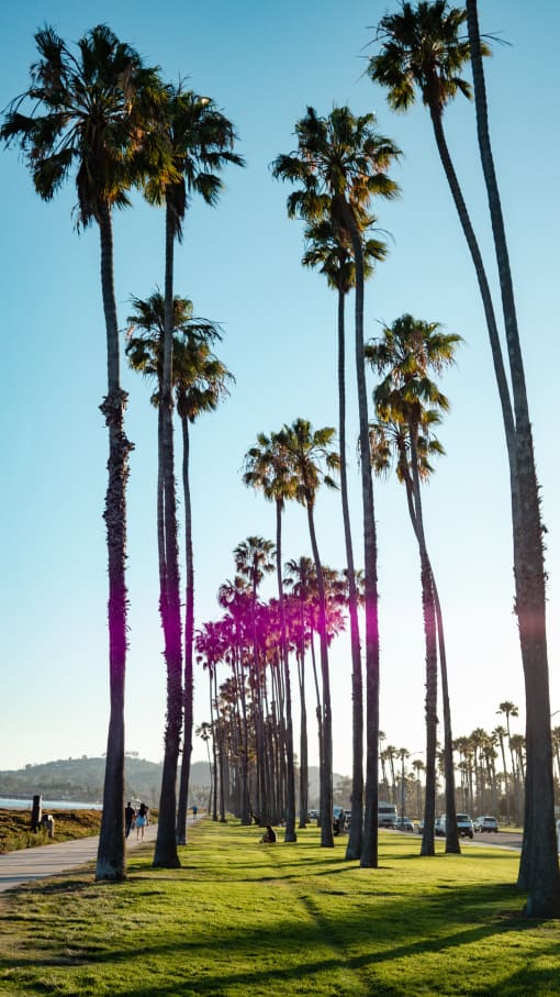 a row of palm trees at venice beach