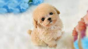 Puppy