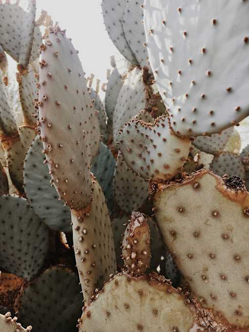 A cluster of prickly pear cactus pads.