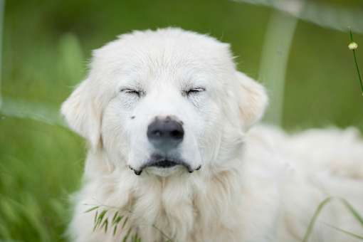 A white dog with its eyes closed, lying in the grass.