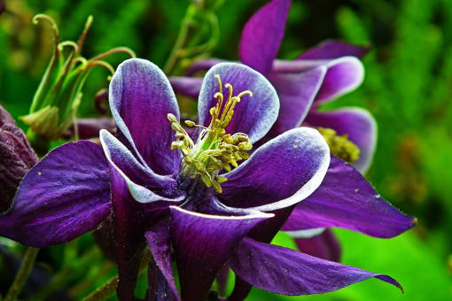 purple flower