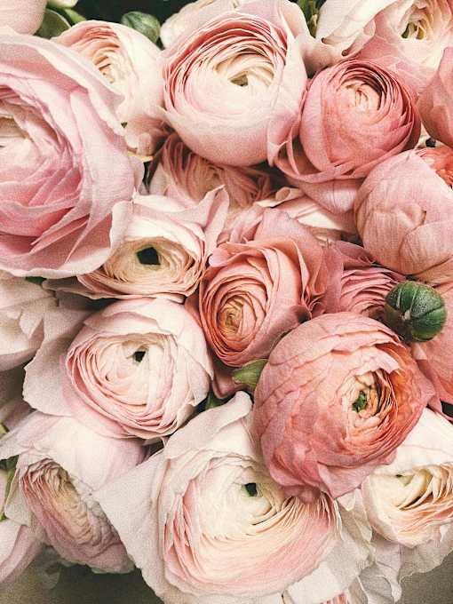 A cluster of pink roses with green stems.
