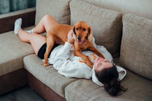 pet friendly