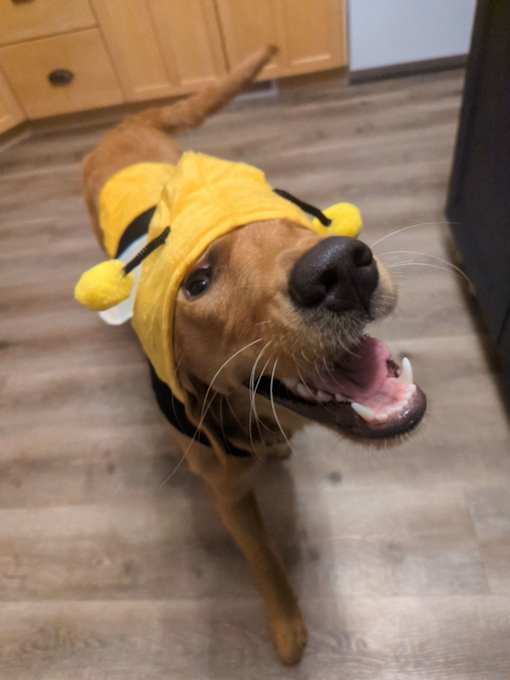 A dog wearing a yellow bee costume.