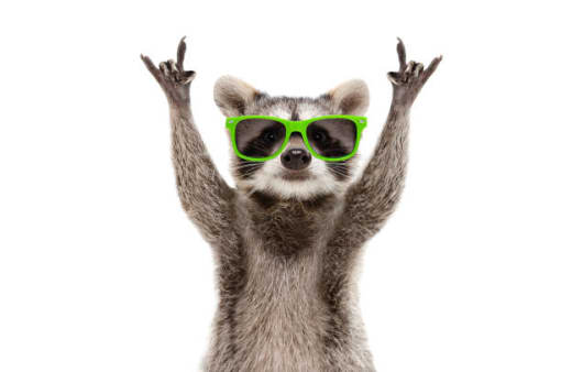 portrait of a raccoon with green sunglasses isolated on a white background
