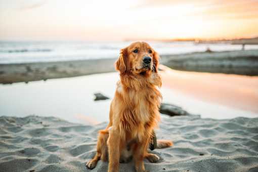 Dog Friendly Property