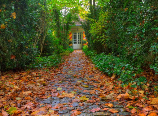 A path covered in leaves
