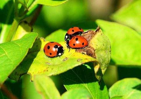 beautiful ladybug