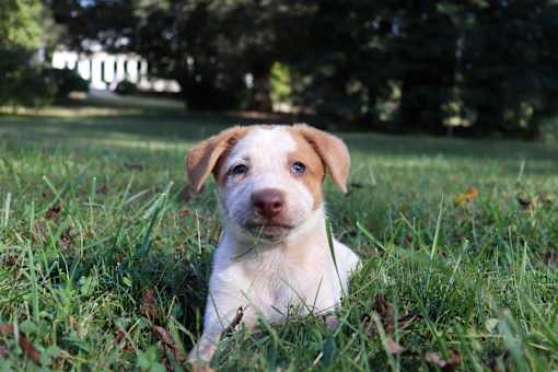 A puppy is sitting in the grass looking at the camera.