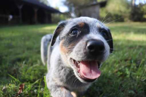 A dog with a tongue out is looking at the camera.