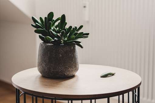 succulent on side table