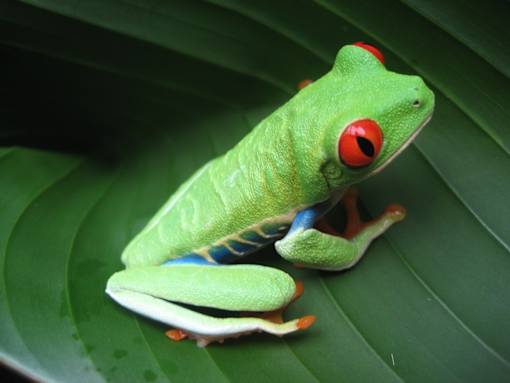 A red-eyed tree frog is sitting on a green leaf.