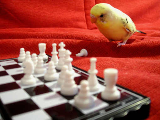 A yellow bird is sitting on a chess board.