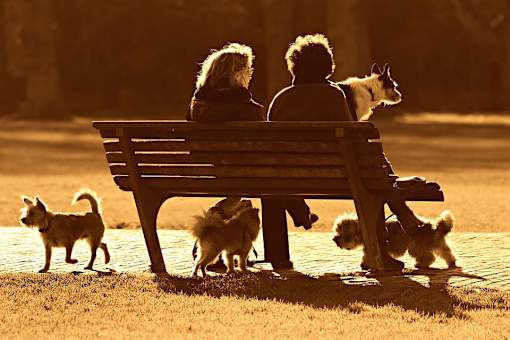 Dog Park