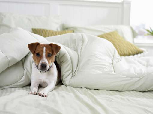 pet-friendly apartment interior