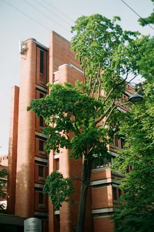 A tree in front of a red brick building.