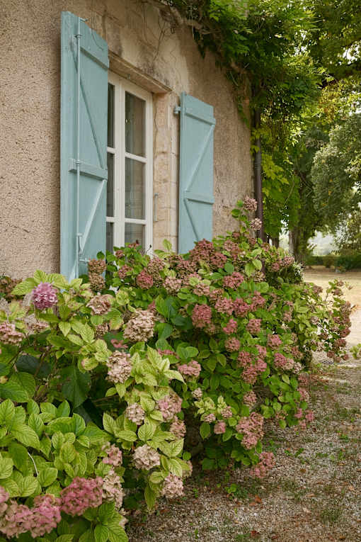 A house with blue shutters and a window is surrounded by greenery and flowers.