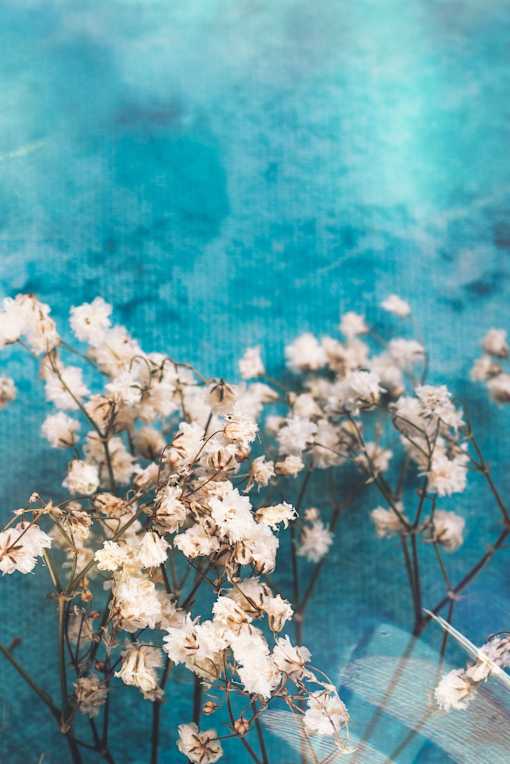a plant with white flowers in front of a blue background