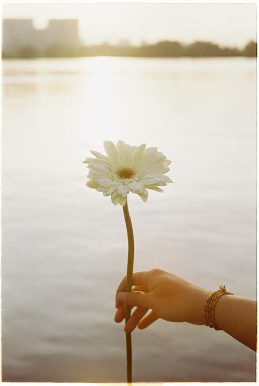 A person is holding a white flower in front of a body of water.