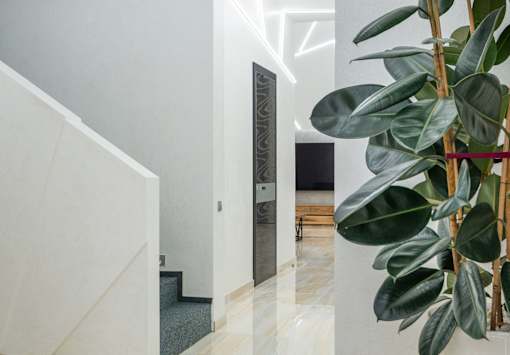 A plant with large green leaves sits in a white hallway.