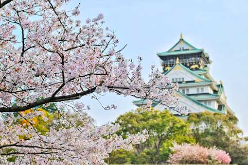 the main tower of osaka castle with cherry blossoms in the foreground