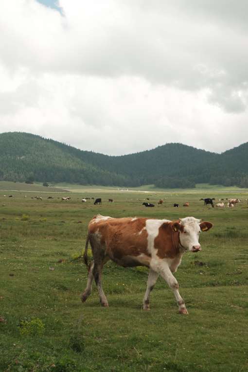 a cow grazes in a field with mountains in the background