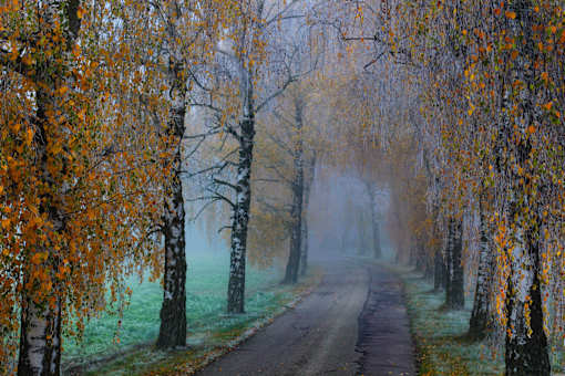 A road with trees on both sides covered in yellow leaves.