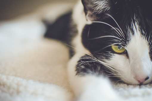 A black and white cat with yellow eyes is resting its head on a white blanket.
