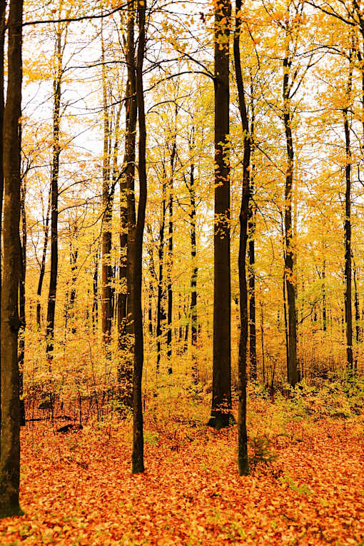 A forest of trees with yellow leaves on the ground.