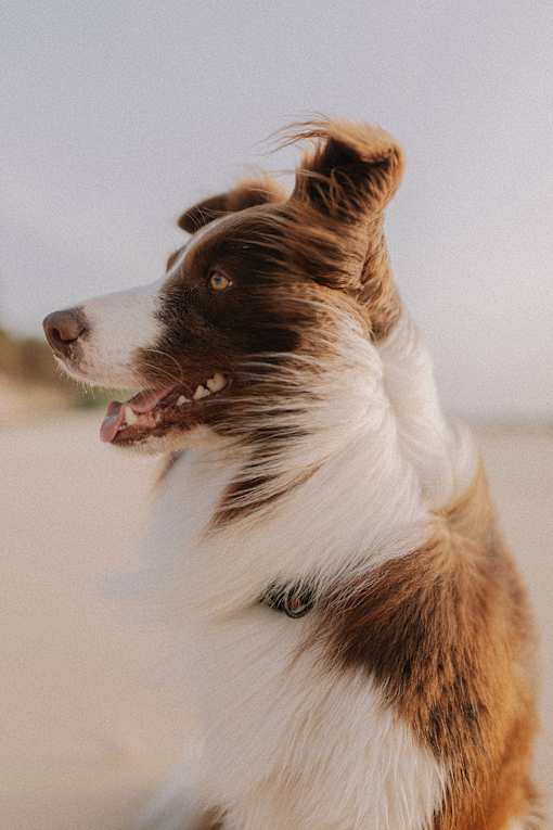 a brown and white dog on the beach