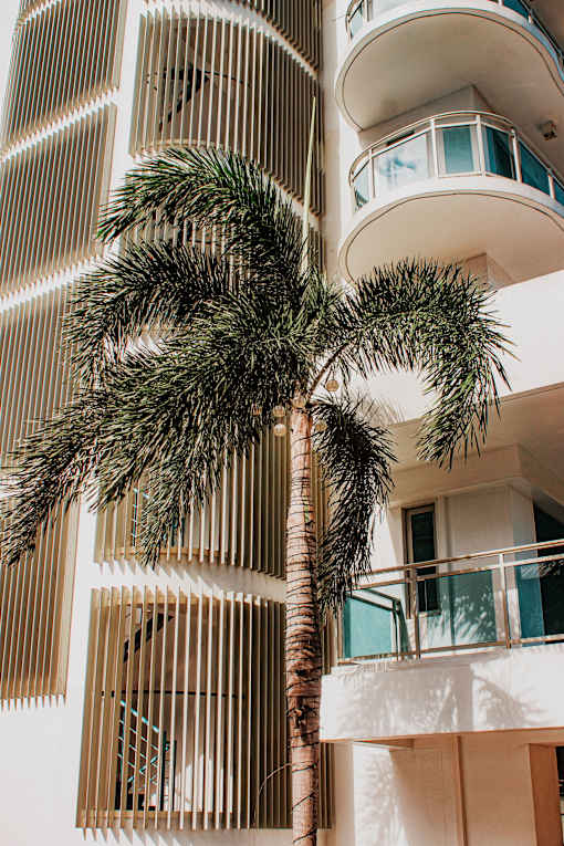 A palm tree stands in front of a white building with balconies.