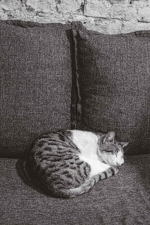 A cat is sleeping on a grey couch.