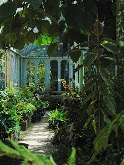 A greenhouse with a wooden walkway and lush green plants.