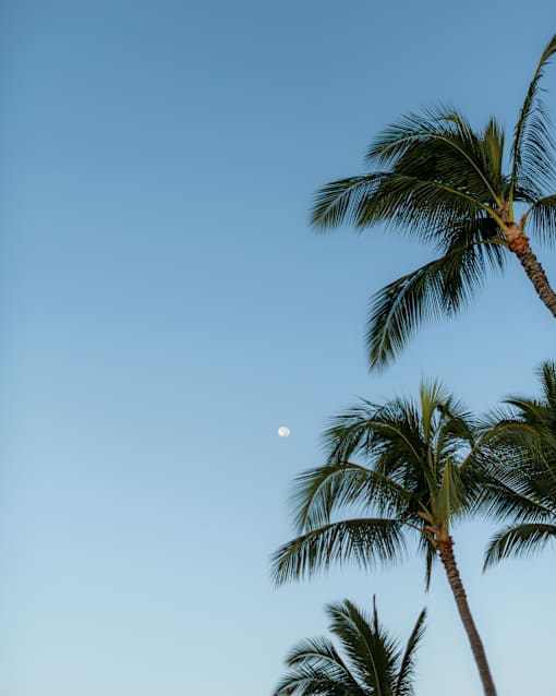 Palm trees against a blue sky with a crescent moon visible.