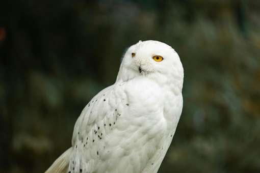 A snowy owl with yellow eyes and speckled feathers.
