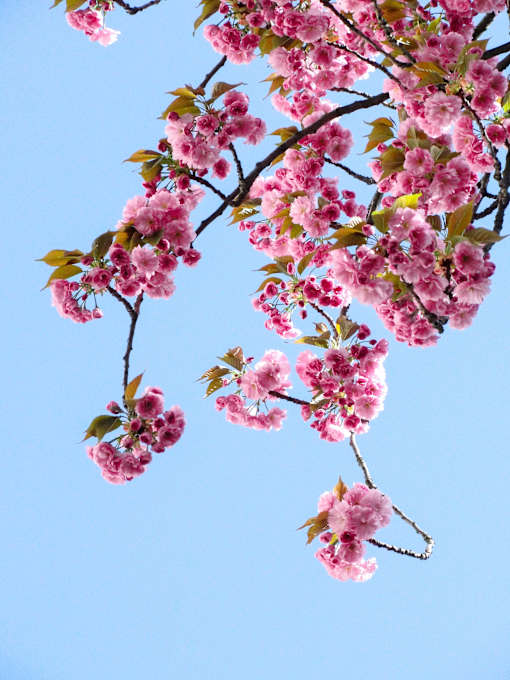 a tree with pink flowers and a blue sky in the background