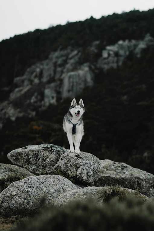 a white dog standing on top of a rock