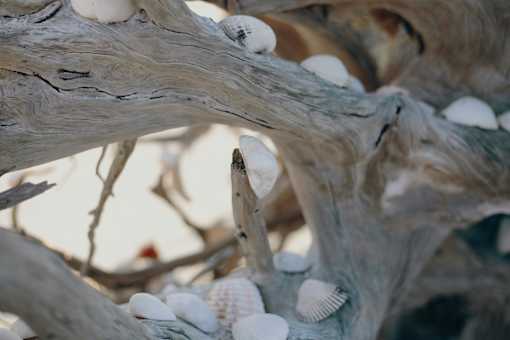 A branch with shells on it.