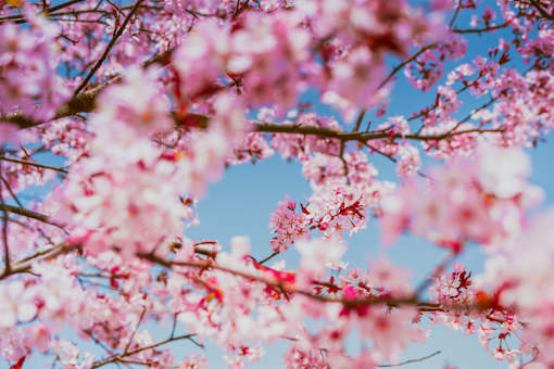 a close up of a tree with pink flowers