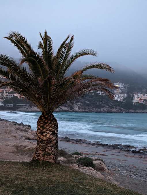 A palm tree stands on a beach with a rocky shore and buildings in the distance.