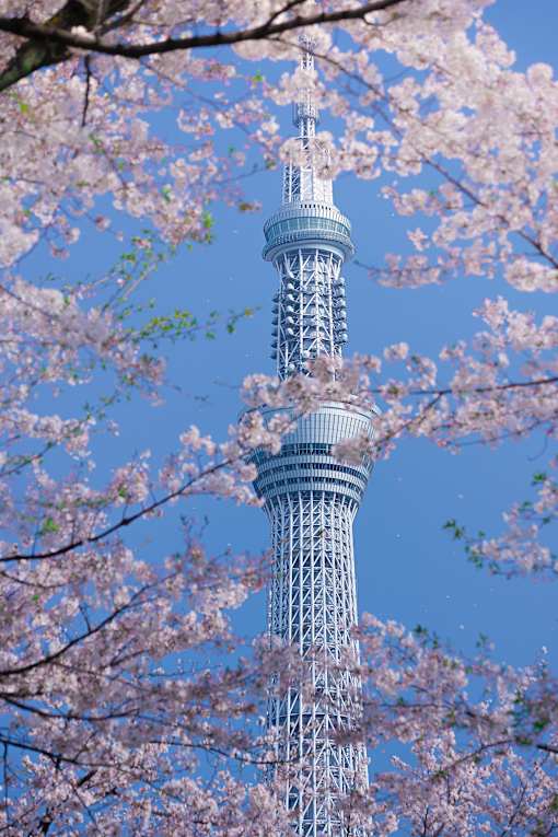 the tower in the spring