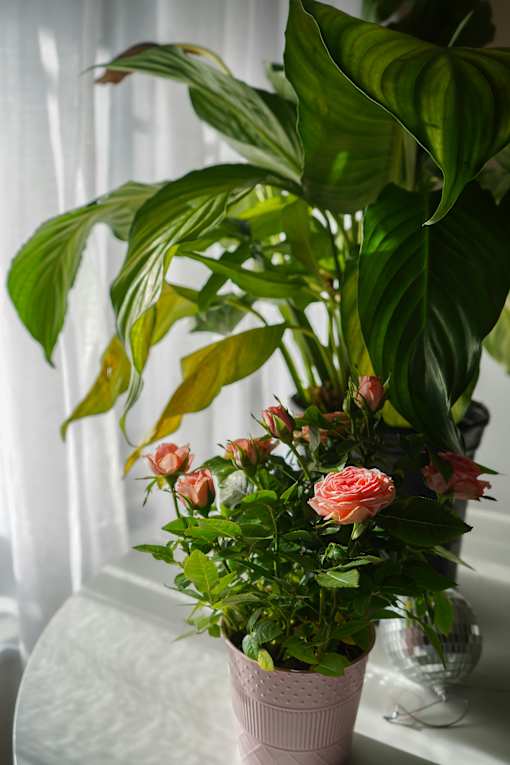 A potted plant with green leaves and pink flowers.