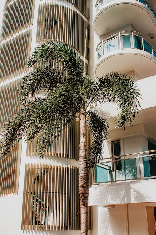 Front Palm Tree