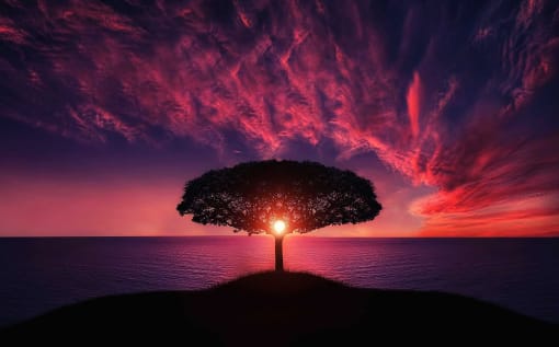 a tree with a light in the middle of the ocean