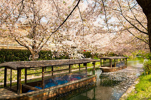 a wooden bridge over a river with cherry blossom trees in the background