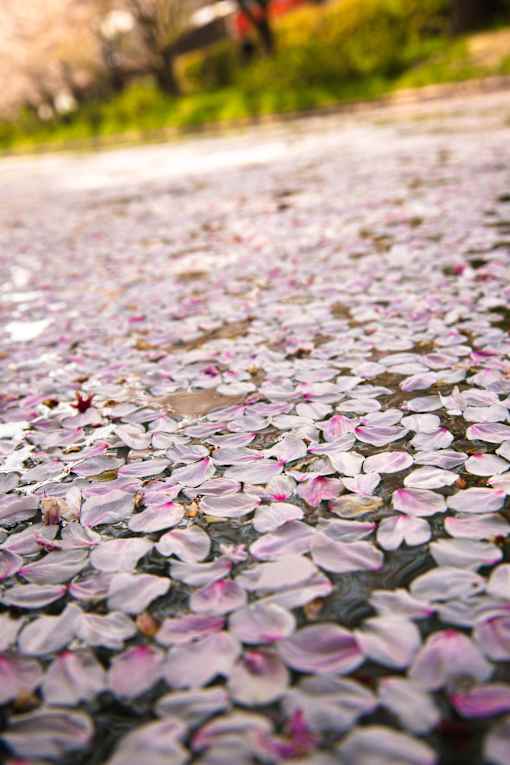 a carpet of flower petals on the ground
