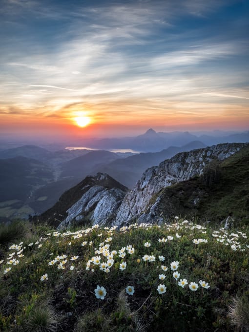 the sunsets over the peaks of the mountains with flowers in the foreground