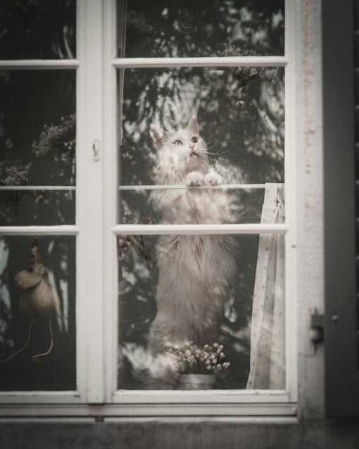 a white cat looking out of a window